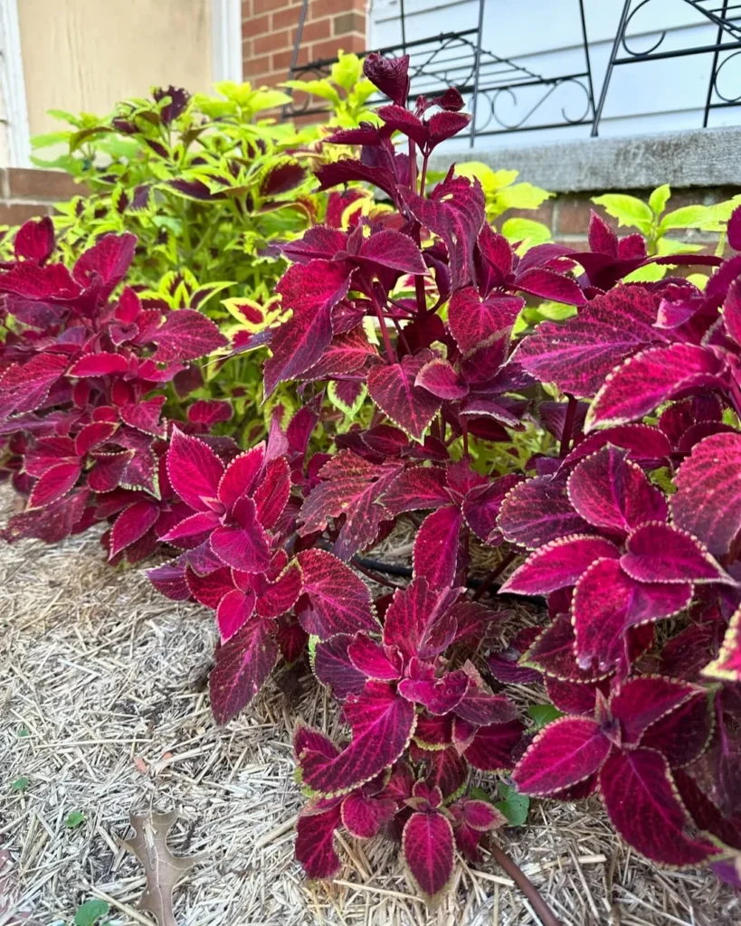 red velvet coleus plant