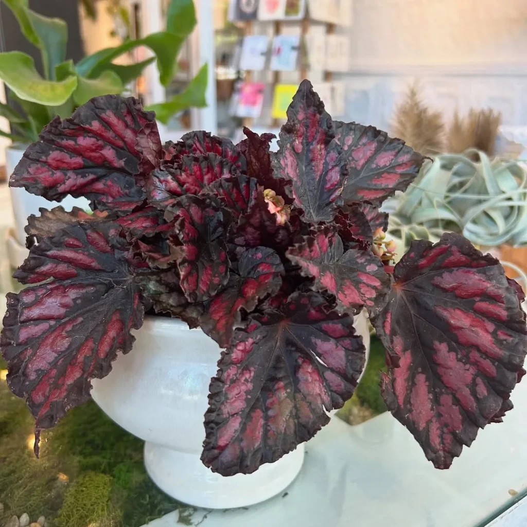 rex begonia