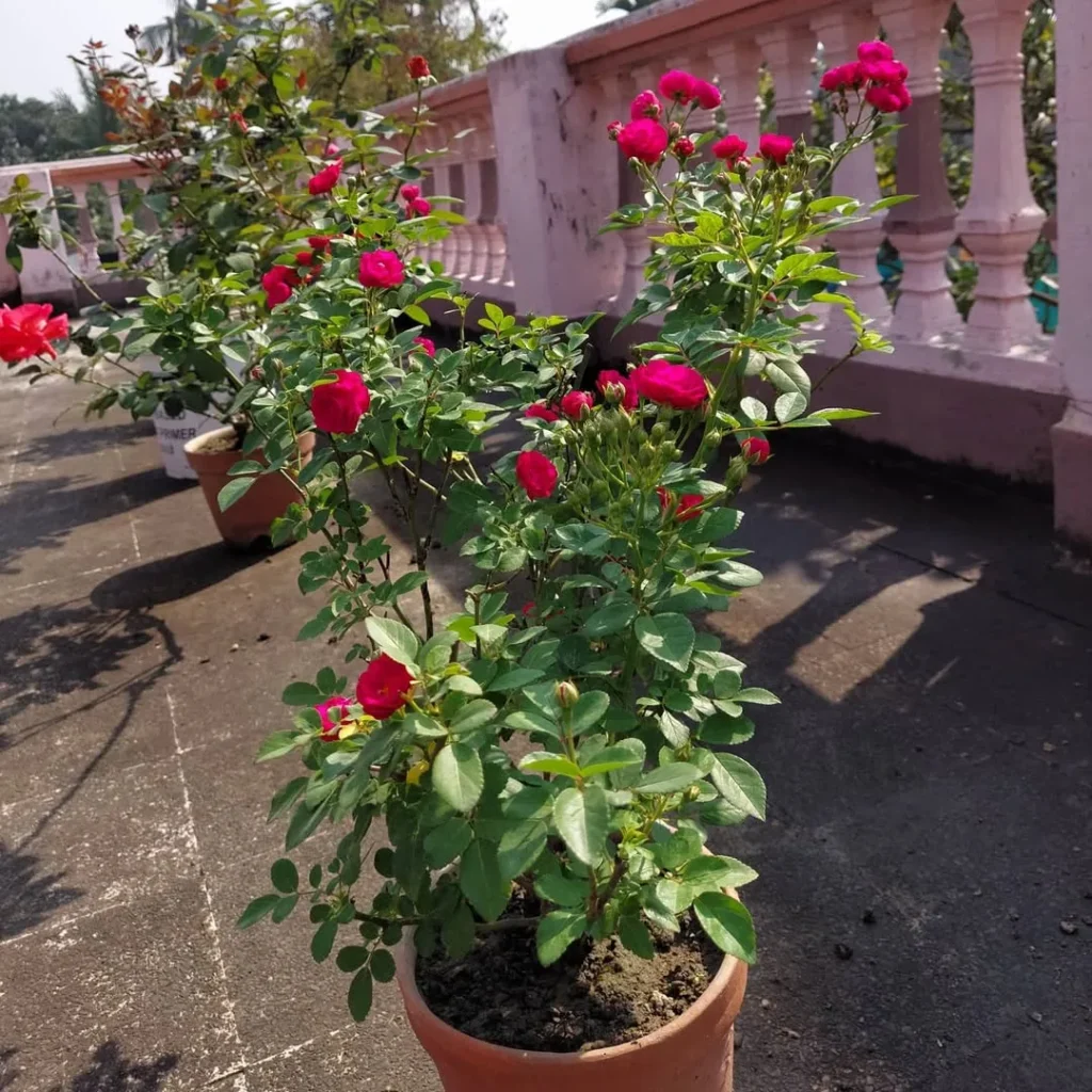 rose outdoor plants in pots