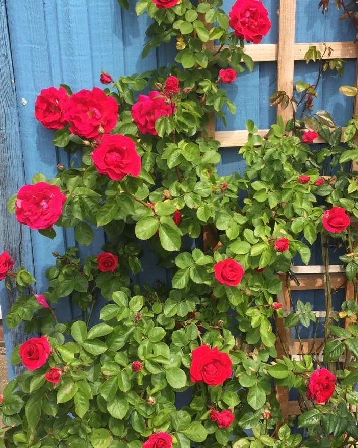rose from the front garden climbing up a blue fence