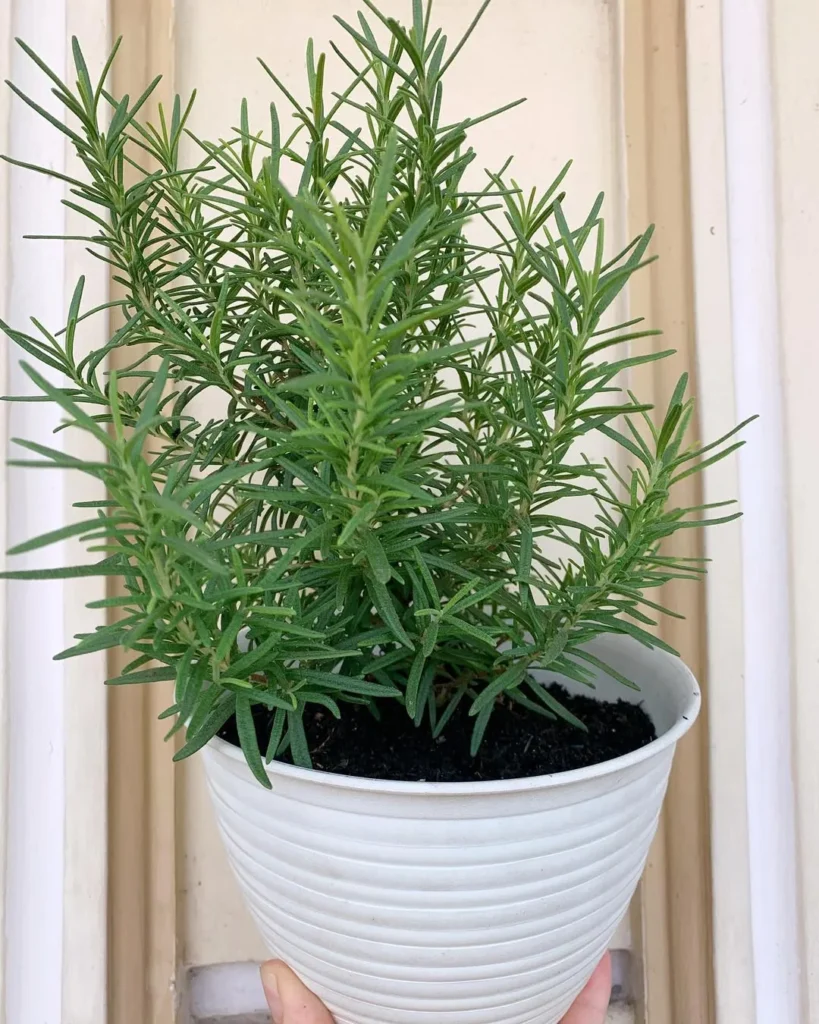 rosemary outdoor plants in pots