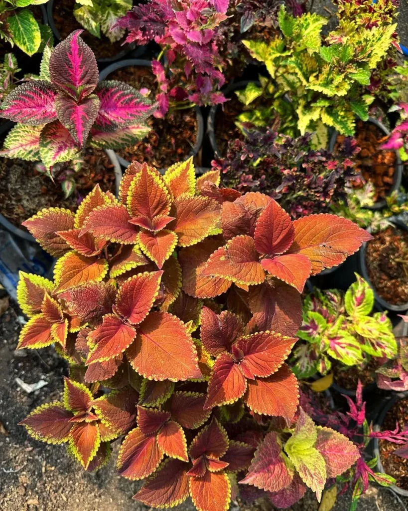 rustic orange coleus plant