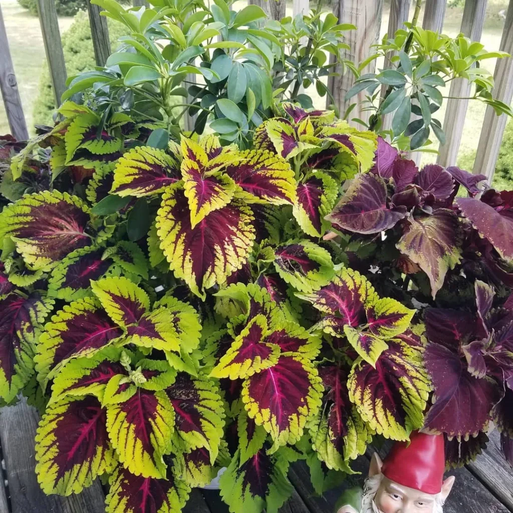 scarlet coleus plants