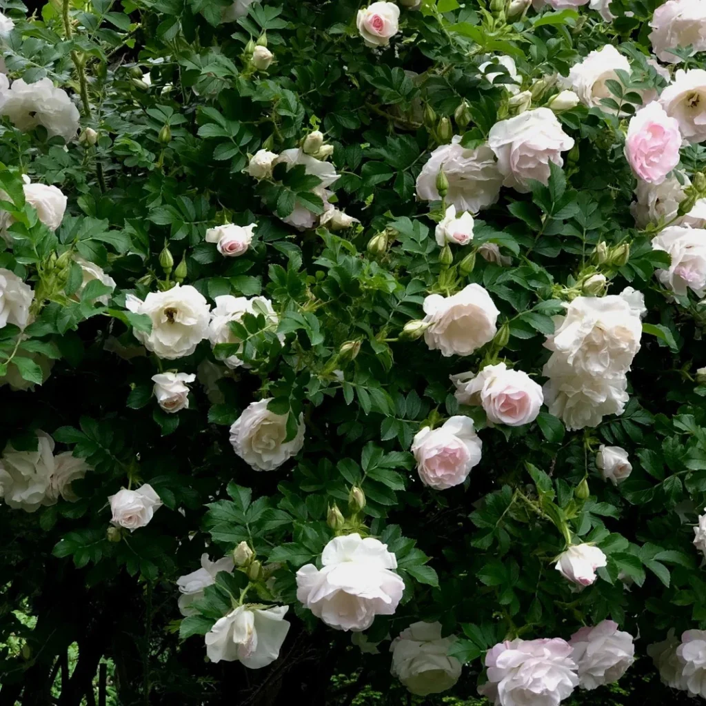 simple & stunning rose garden inspirations for beginners