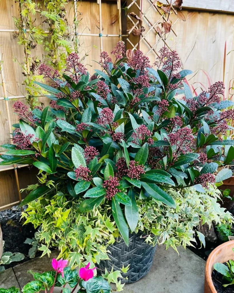 skimmia japonica plants in pots