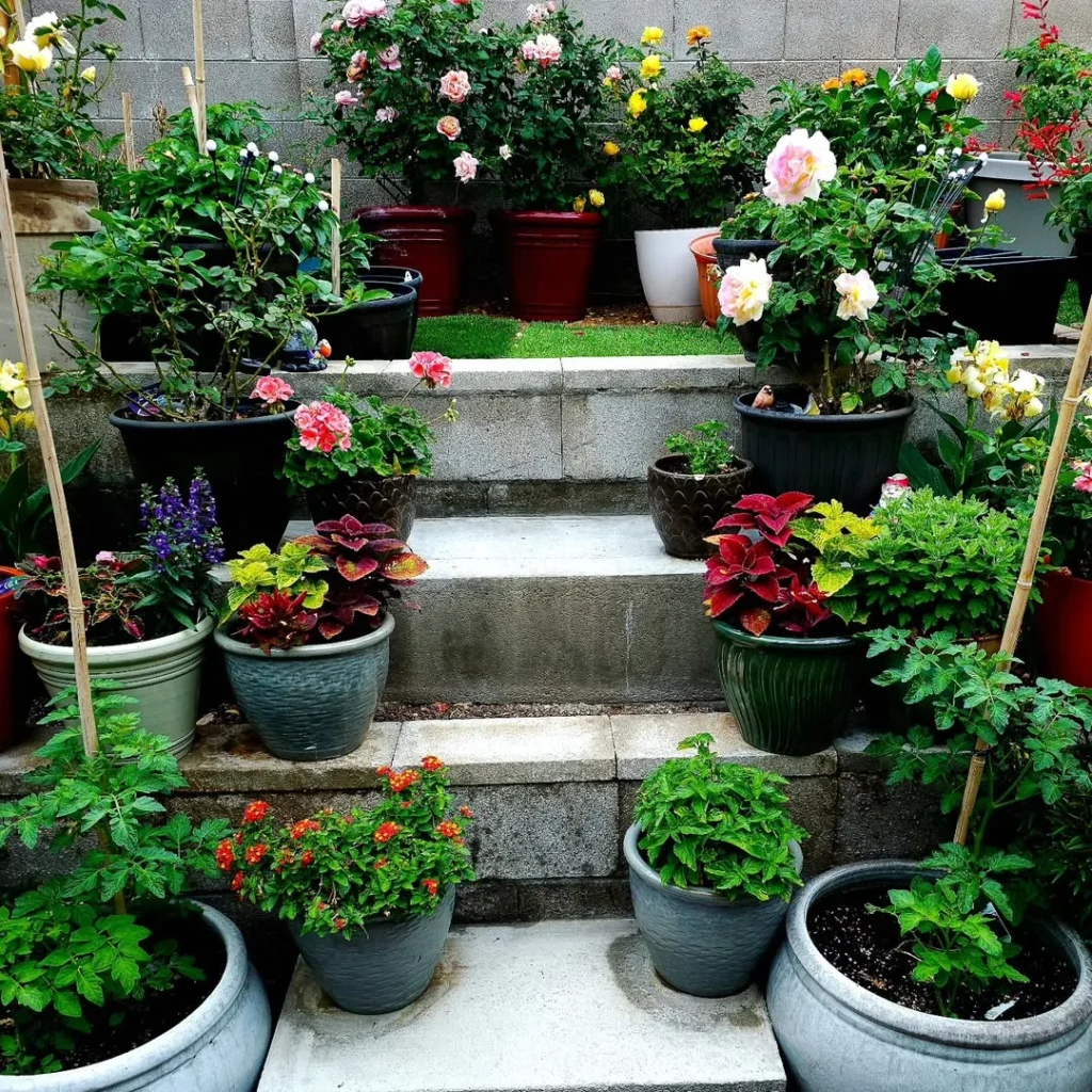 stair container gardens