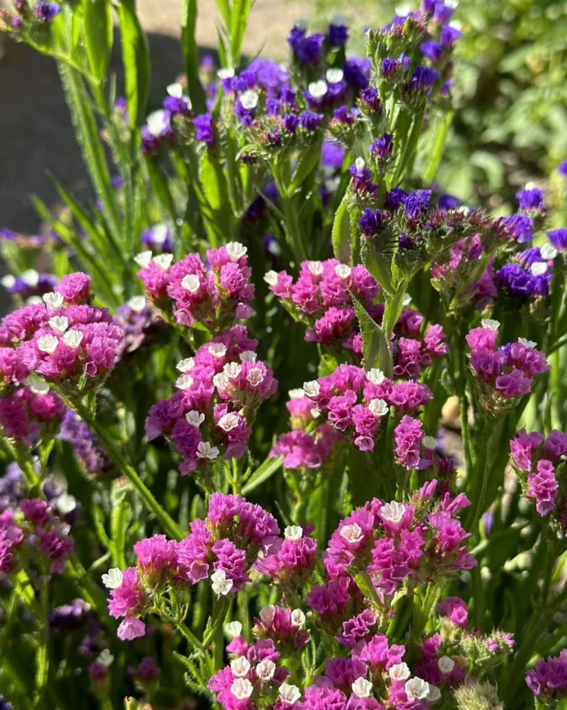 statice garden