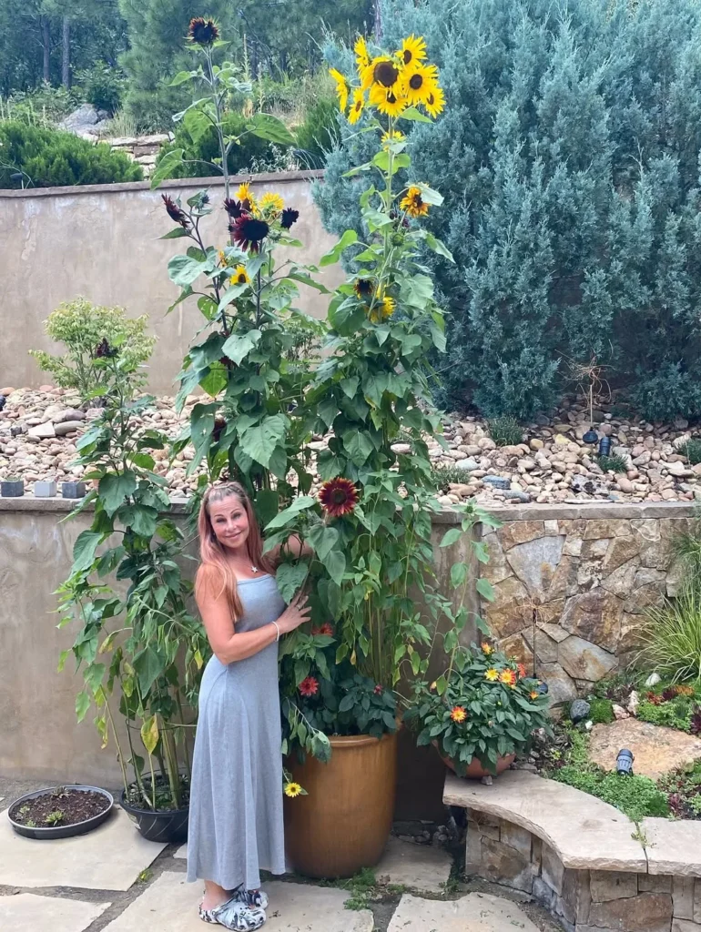 sunflowers plants in pots