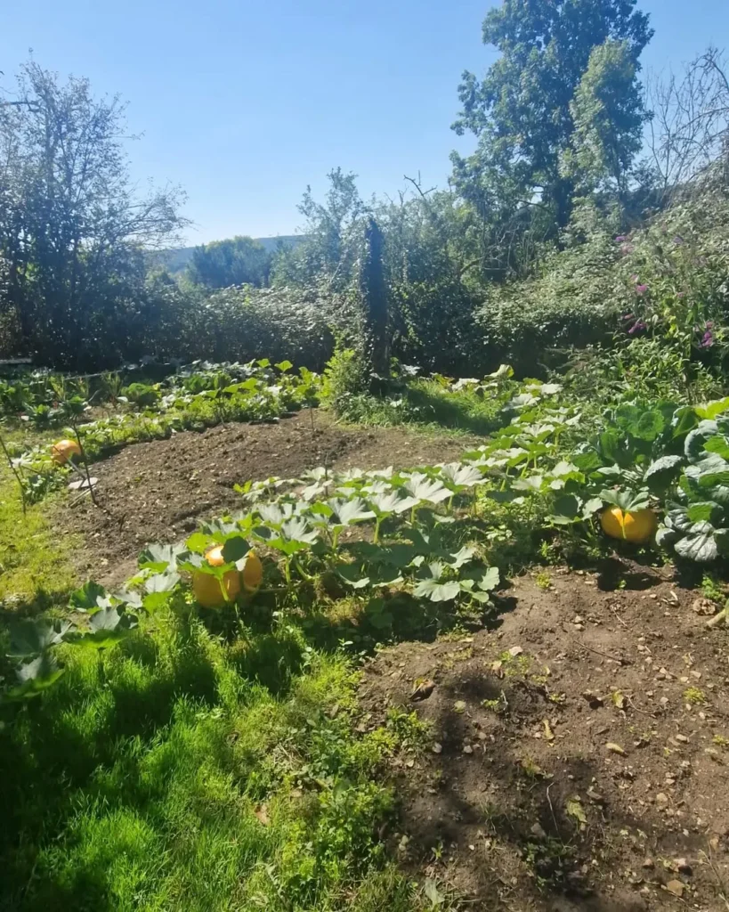 sunny pumpkin garden