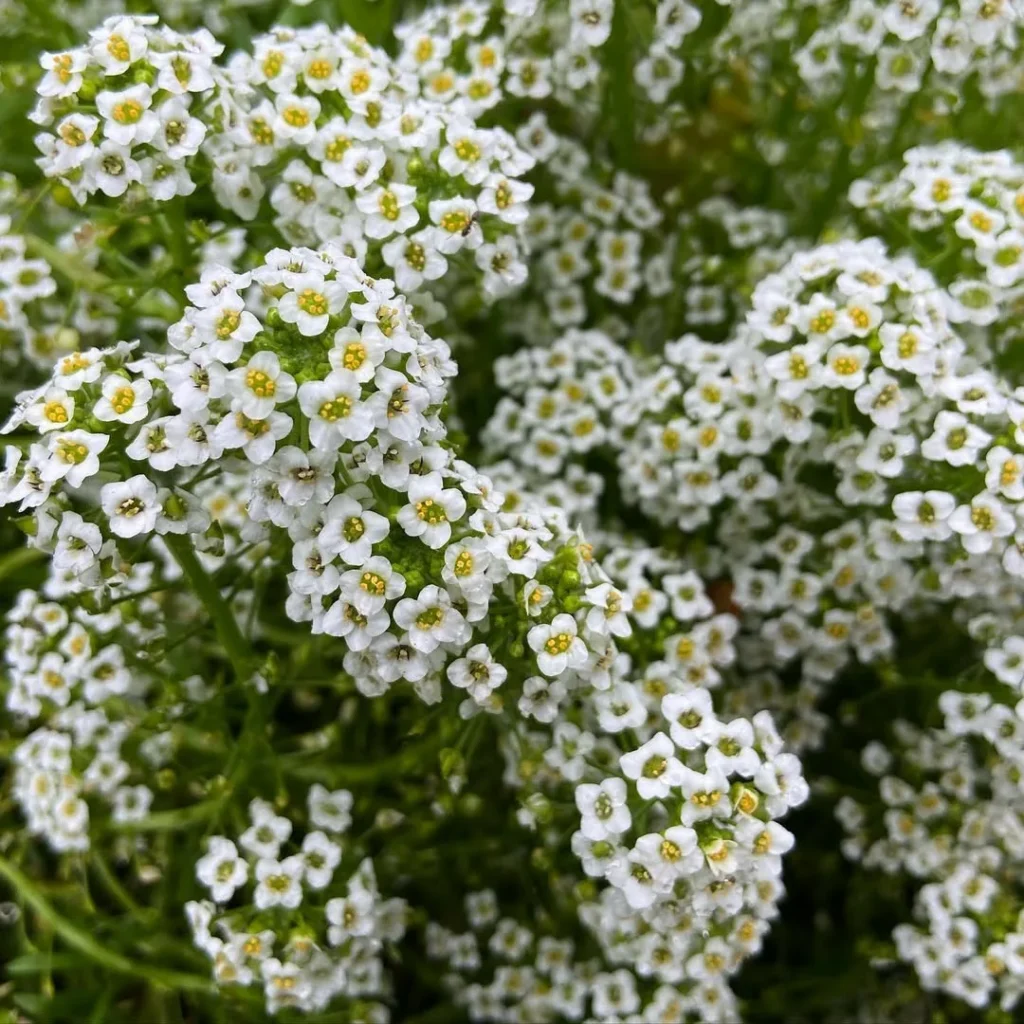 sweet alyssum
