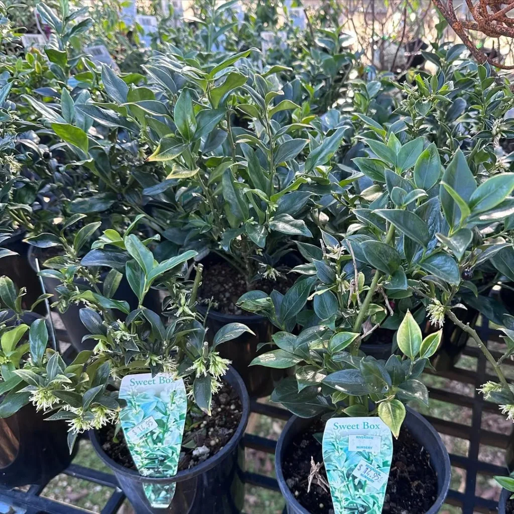 sweet box garden