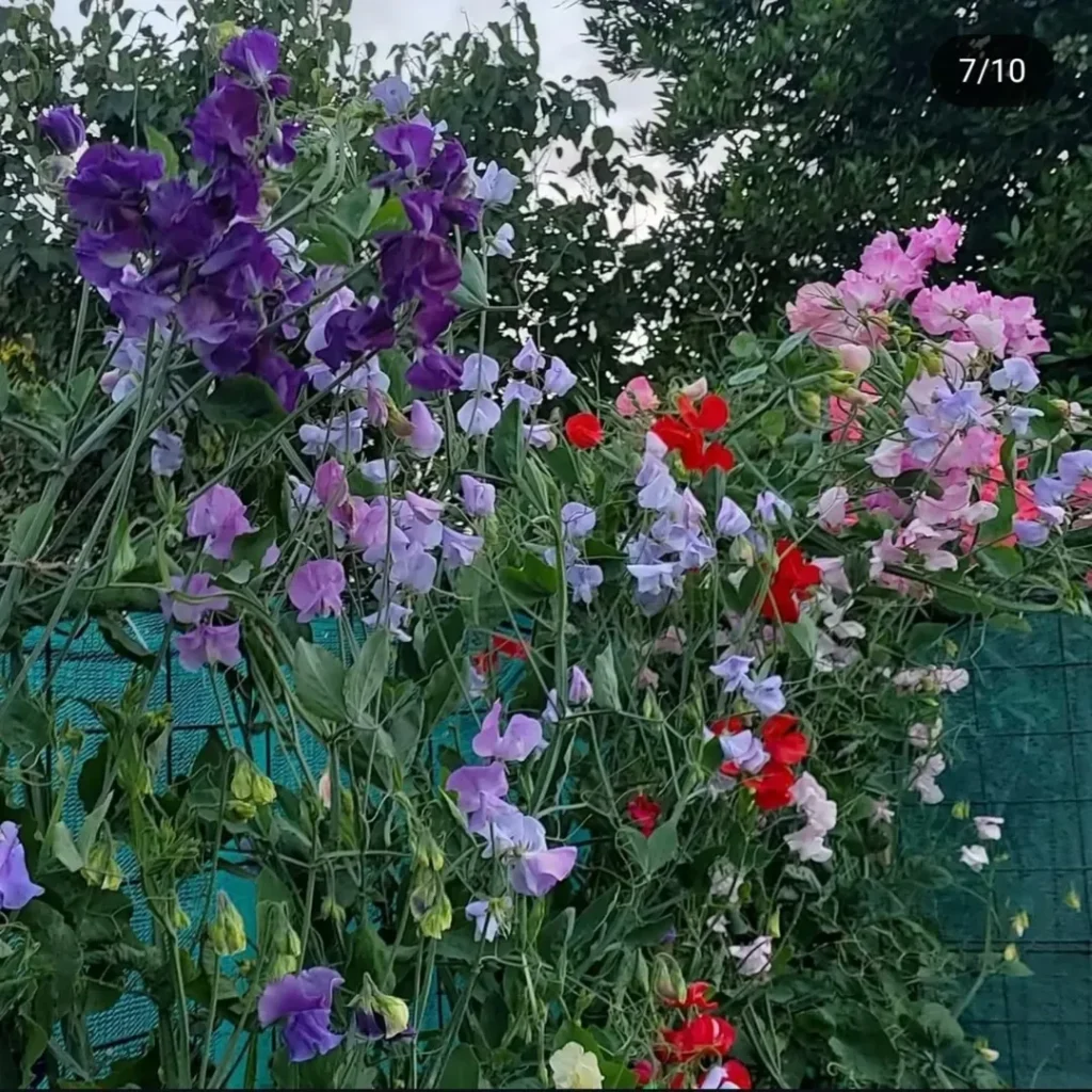 sweet pea garden