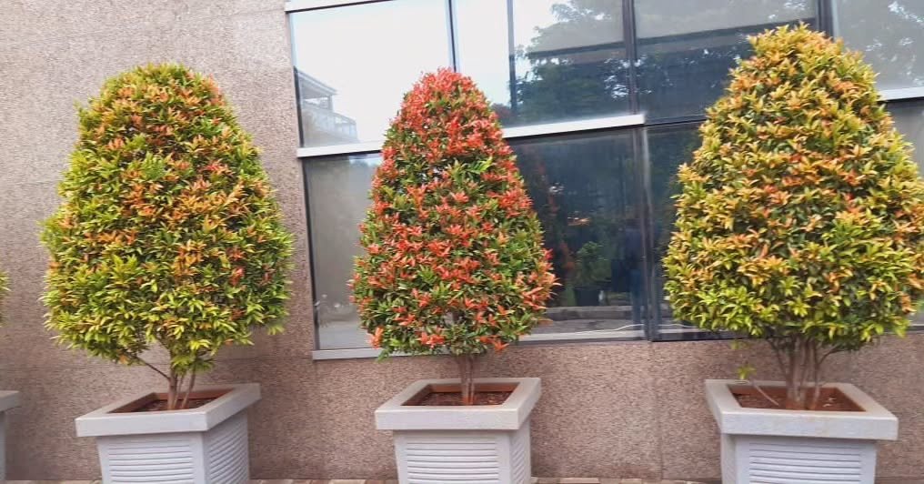 syzygium outdoor plants in pots