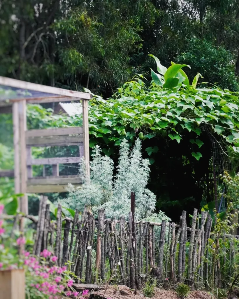 the chook and choko tunnel permaculture