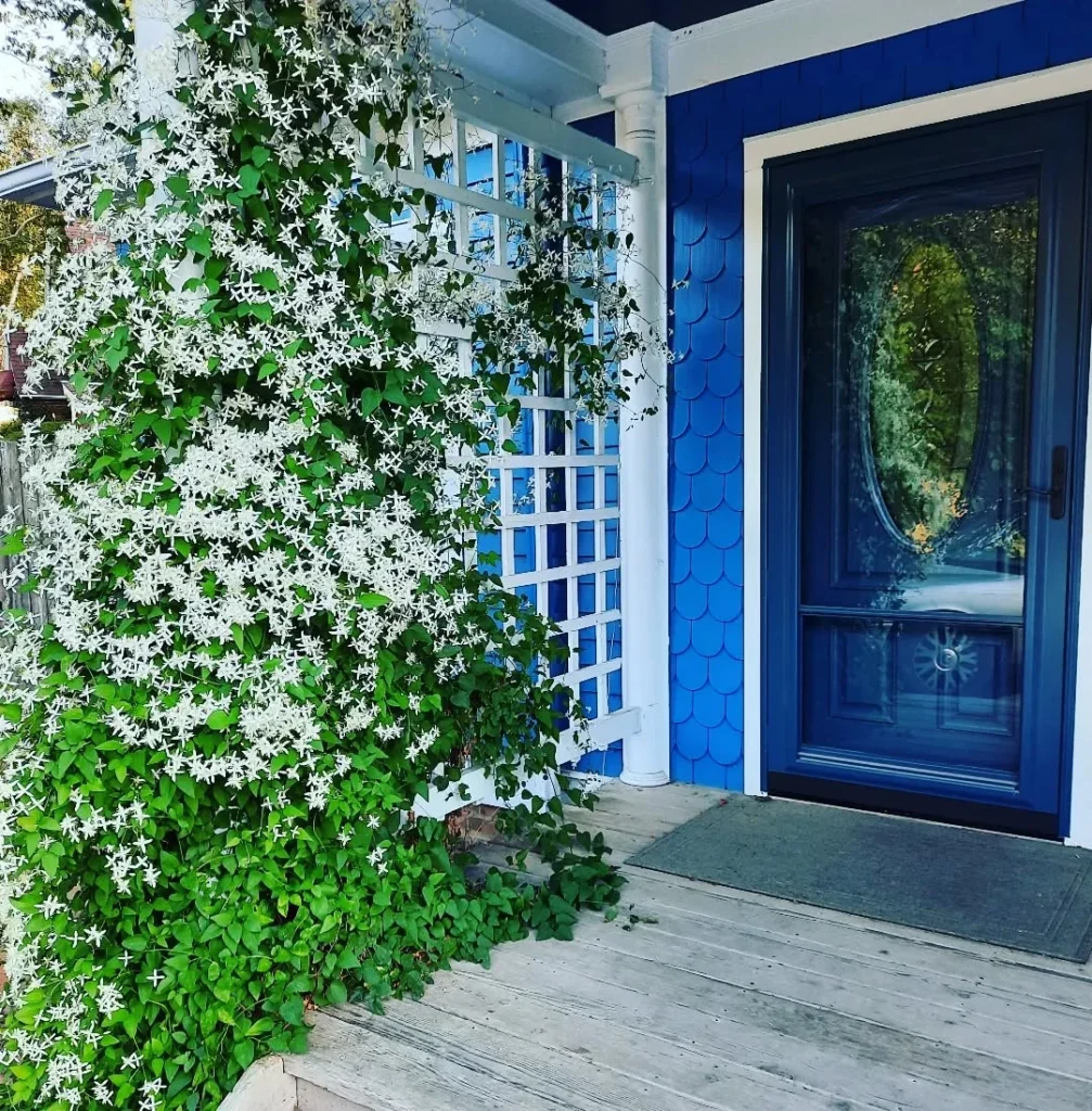 the clematis plants on the front porch (1)