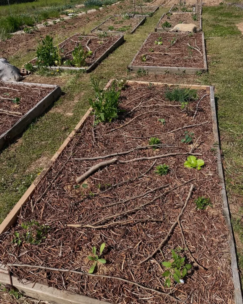tightly cover the seedlings with a crown permaculture