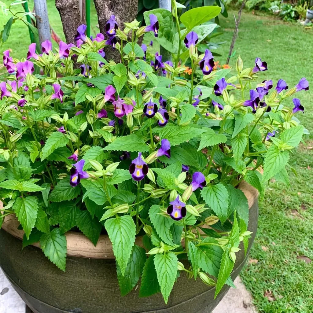 torenia wishbone flower