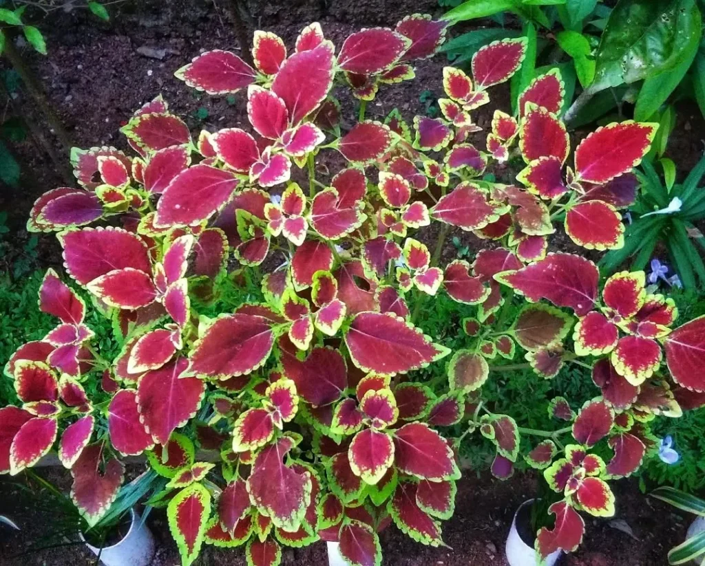 trusty rusty coleus plants