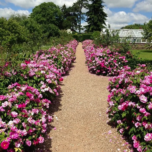 try and recreate rose garden hedge