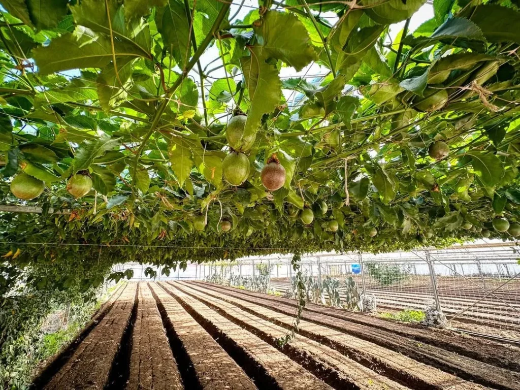 under passion fruit vines permaculture