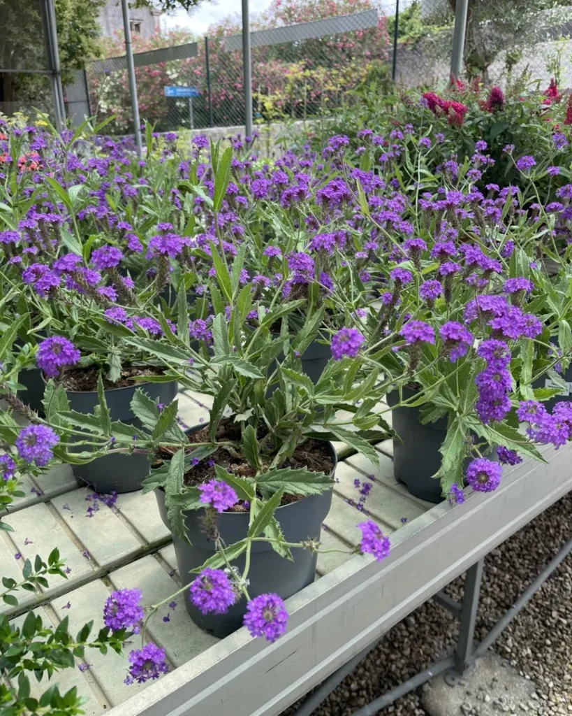 verbena garden