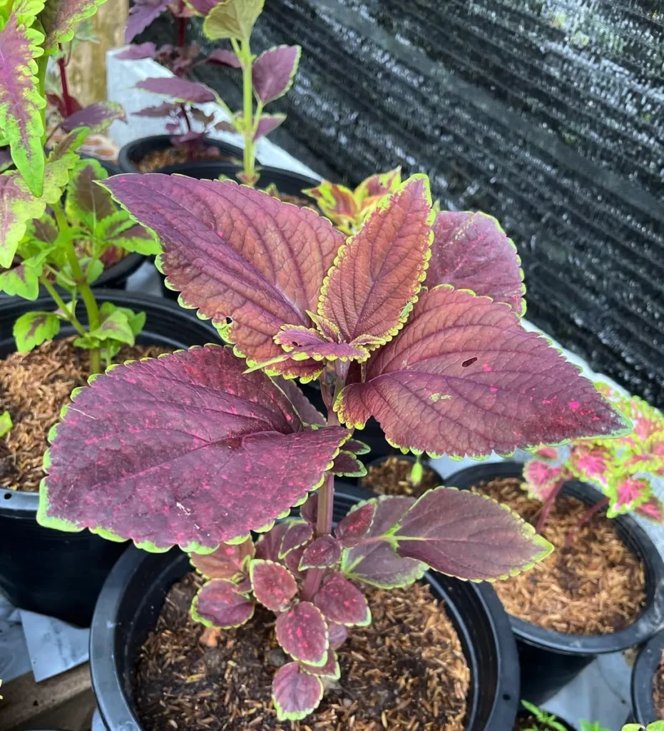 vino coleus plants