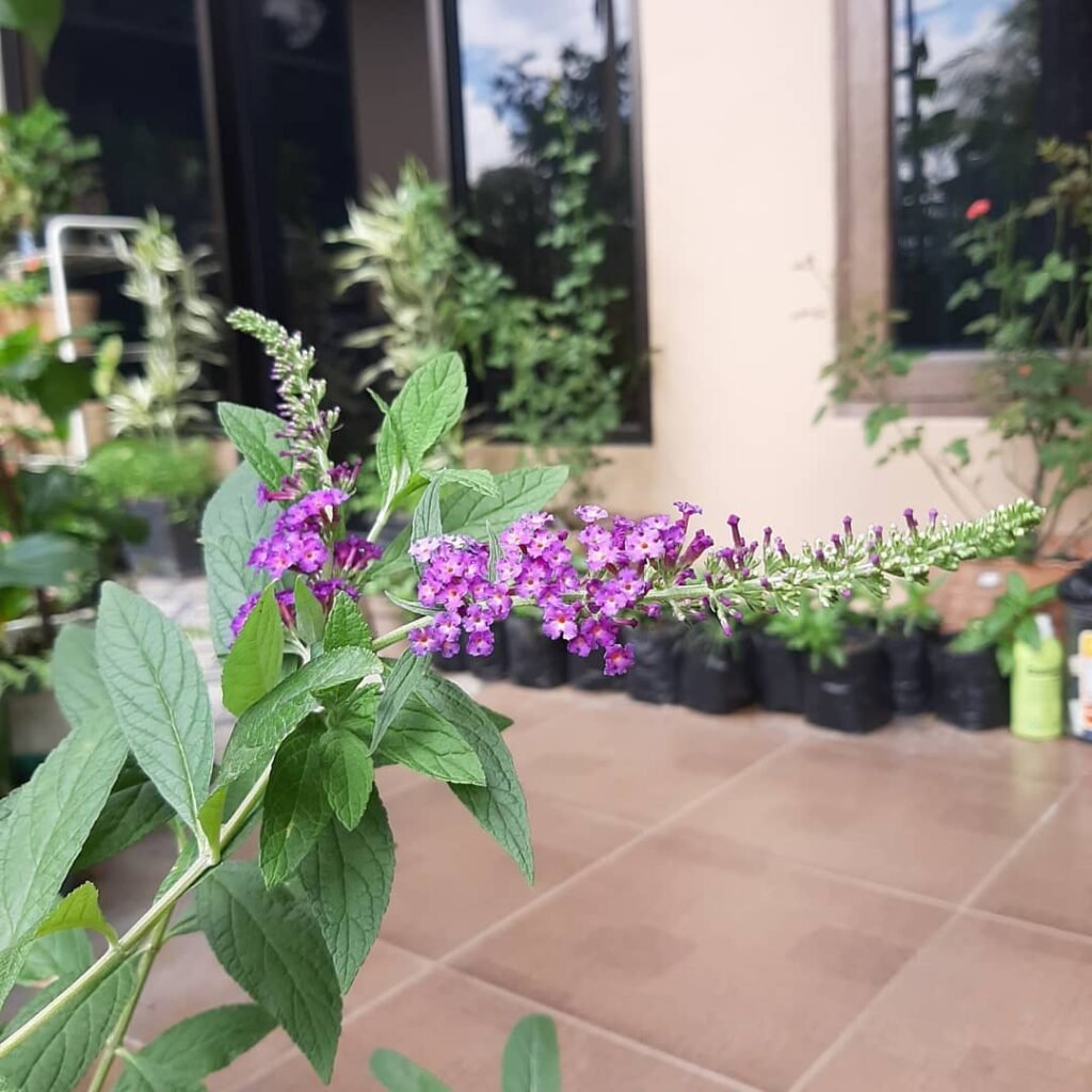 violet butterfly bush