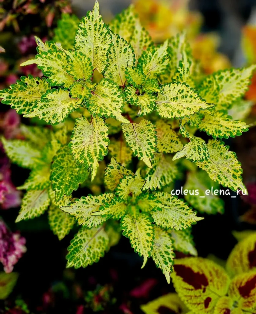 wasabi coleus plant