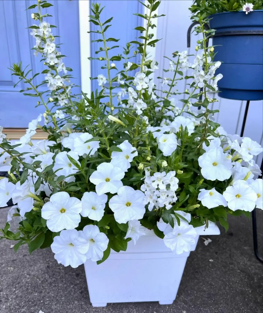 white angelonia