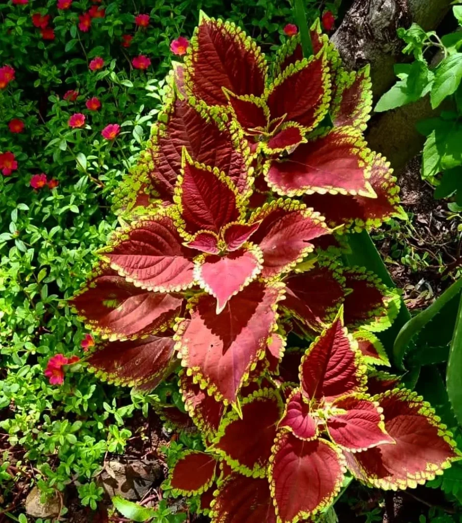 wizard coleus plant