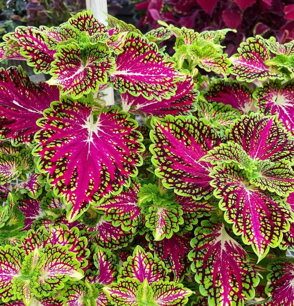 wizard rose coleus plant