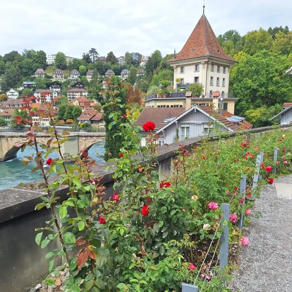 wonderful border roses garden ideas (1)