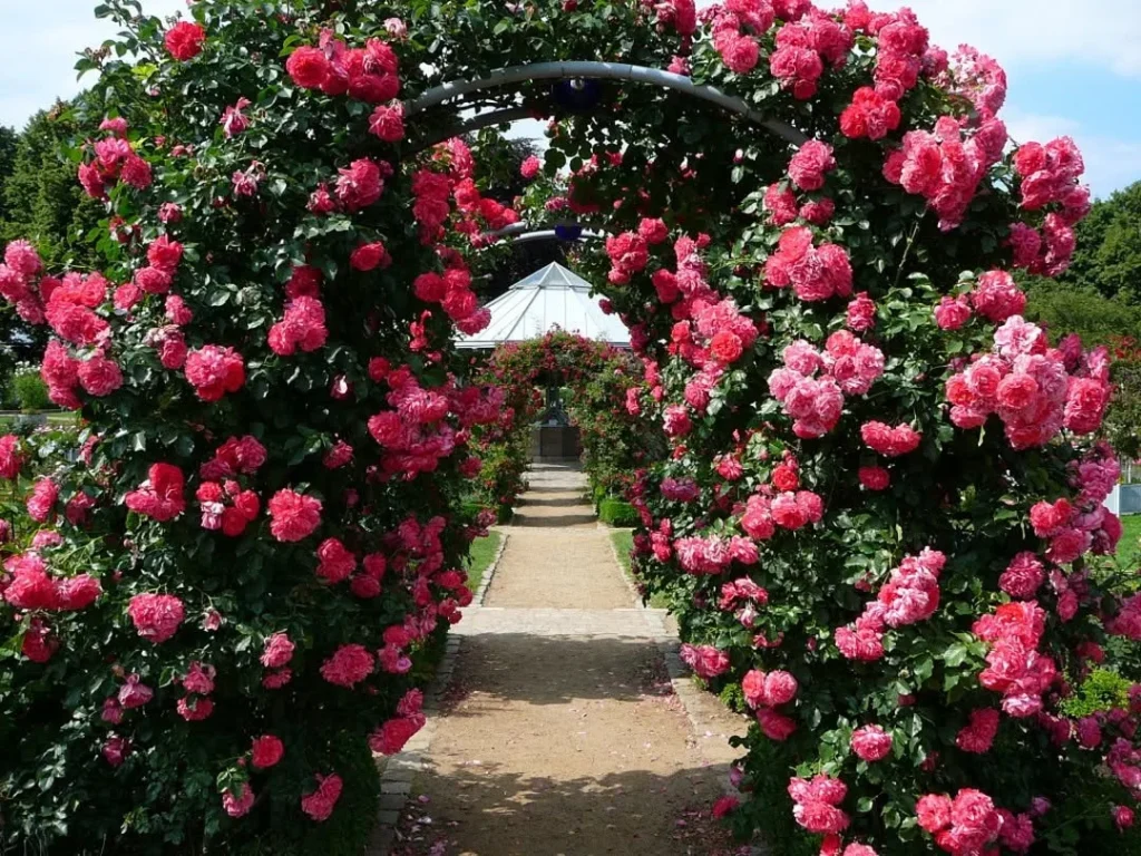 wonderful and fragrant walkway of roses