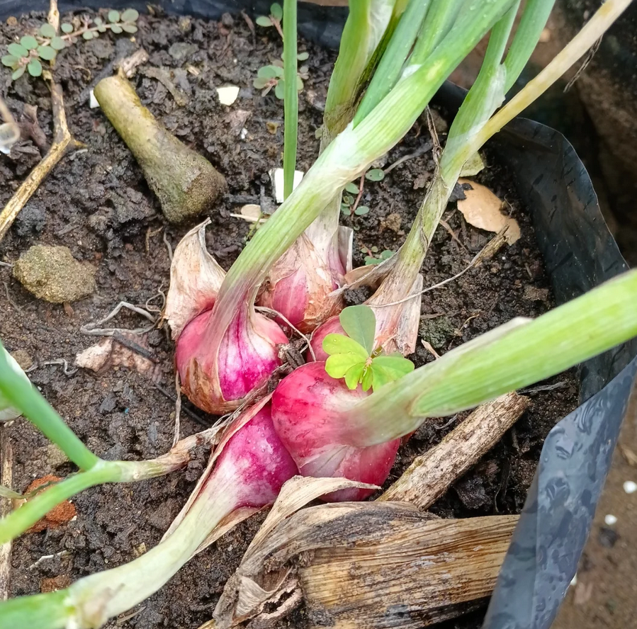 aniyan vegetable garden