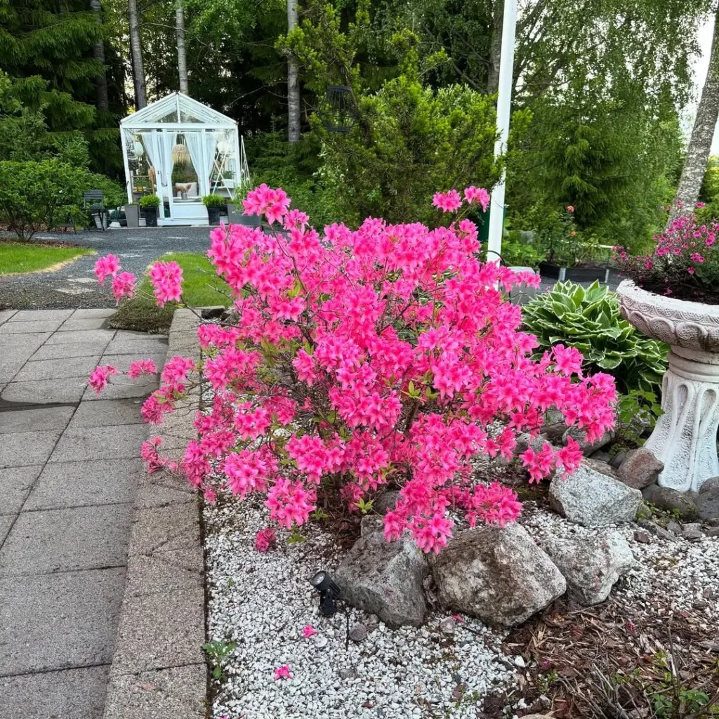 azalea garden