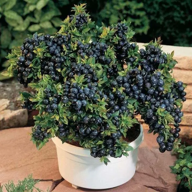 blueberry plant