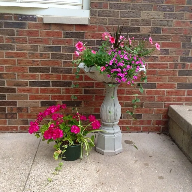 brightly color flowers pots