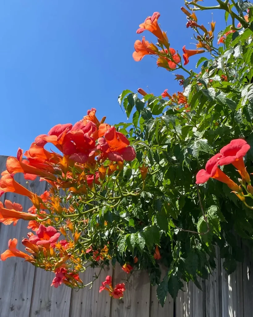 campsis radicans plant