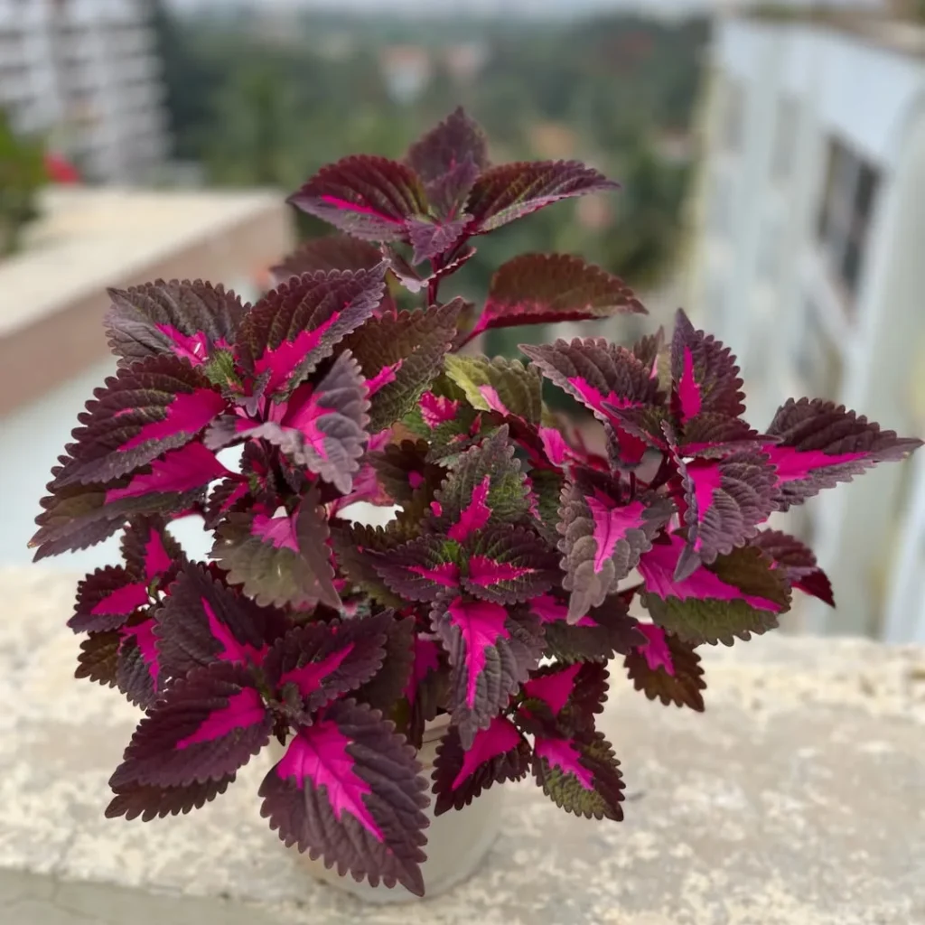 colorblaze coleus plant