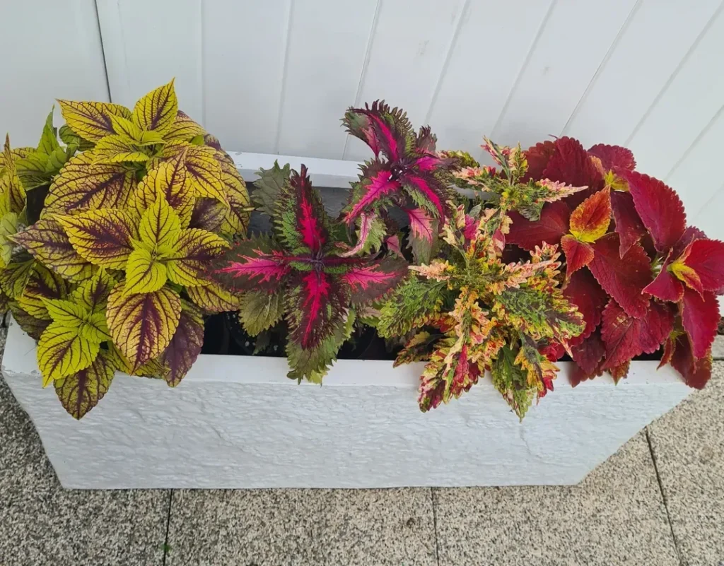 container coleus plant