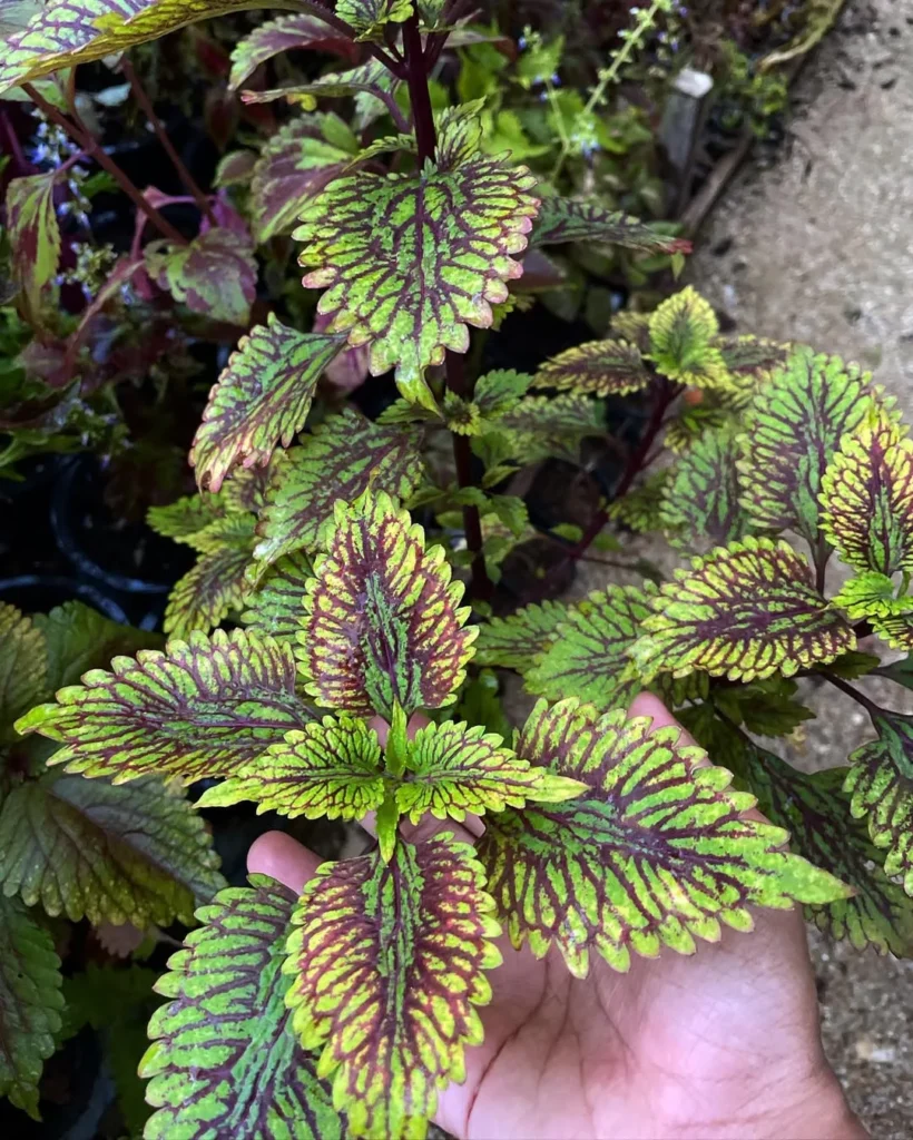 fishnet stockings coleus plant