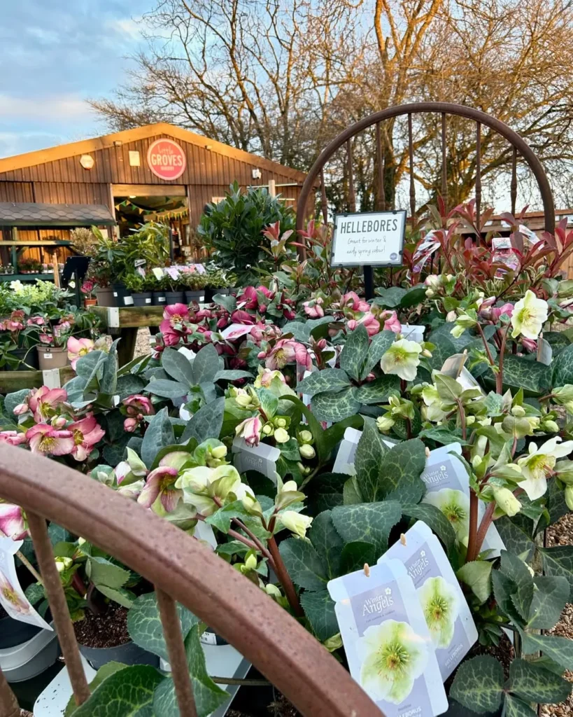 hellebore garden