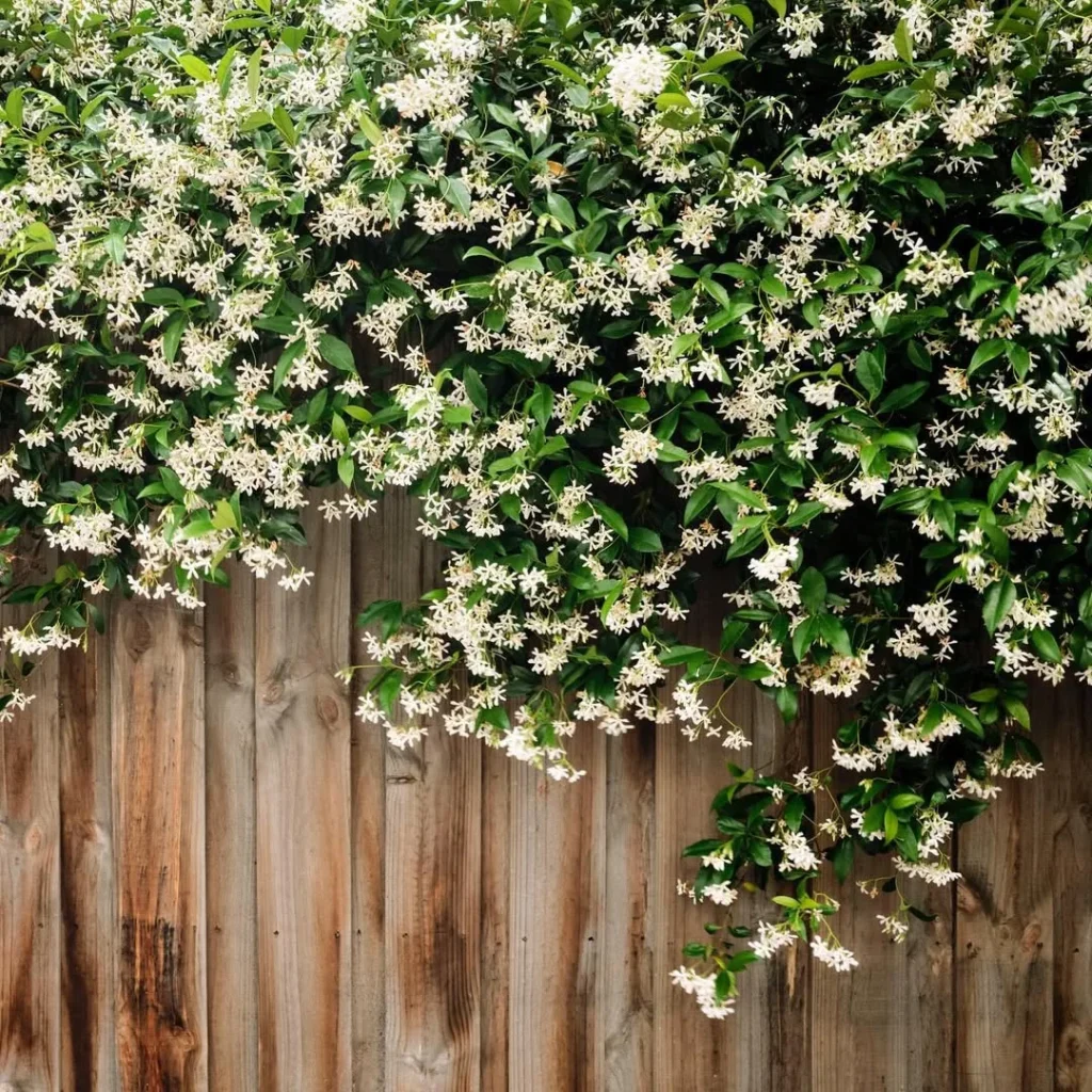 jasmine fence plant