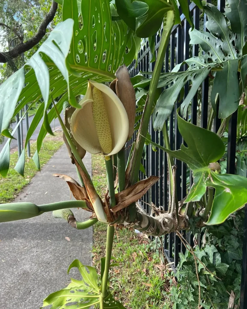 monstera plant fence