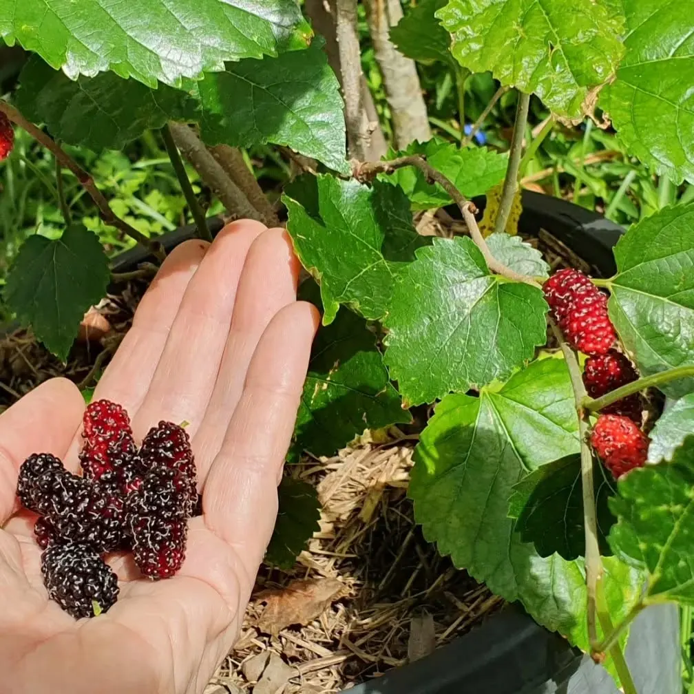 mulberry home garden