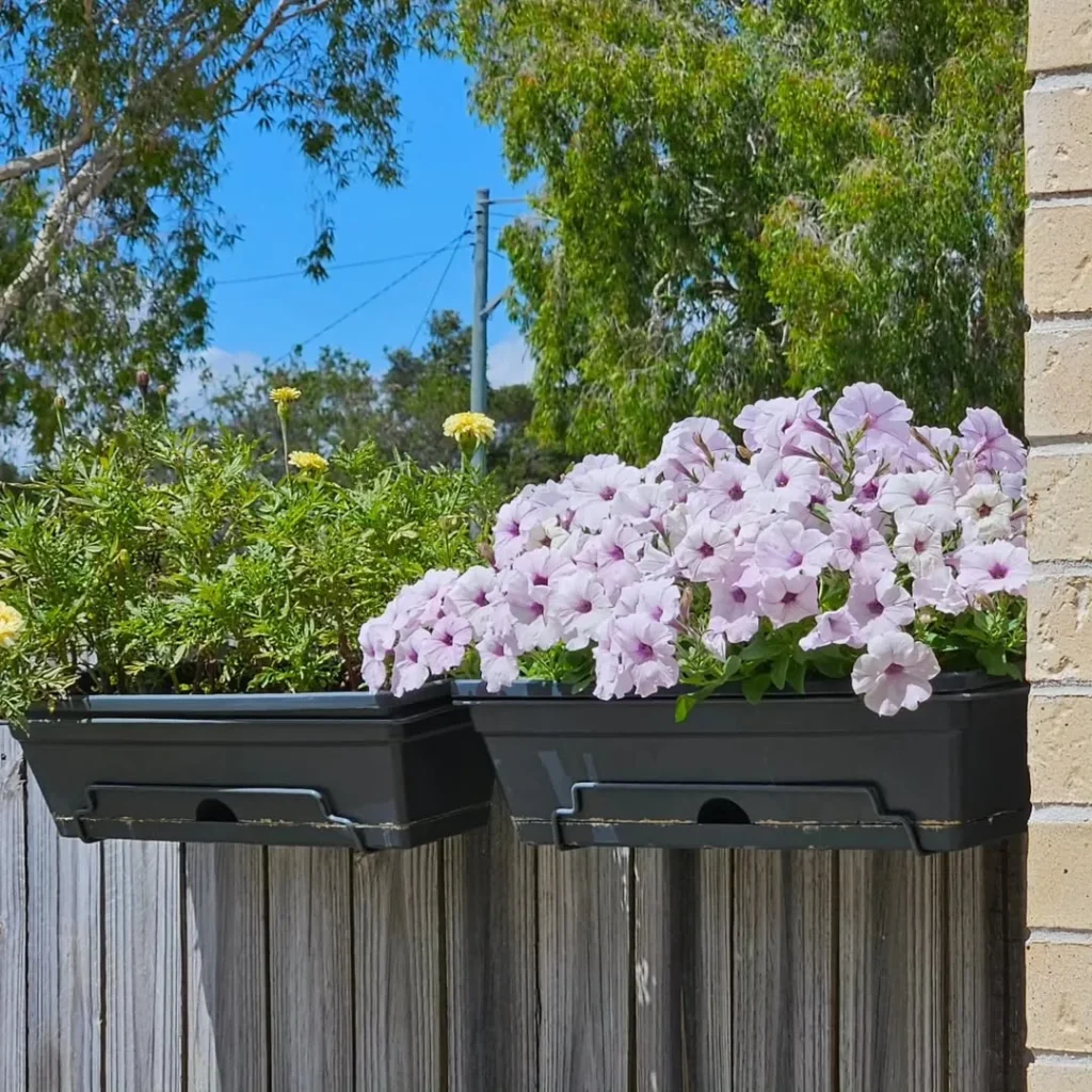 petunia fence plant