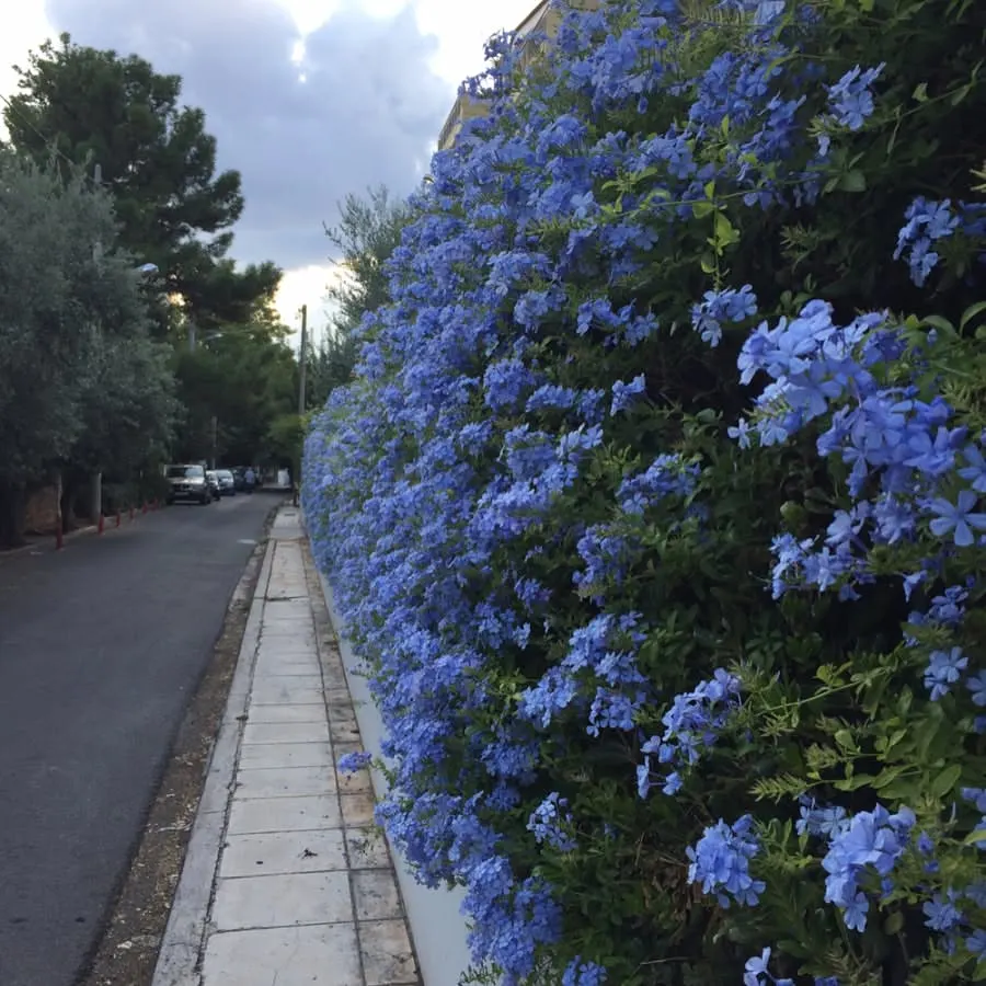 plumbago fence plant