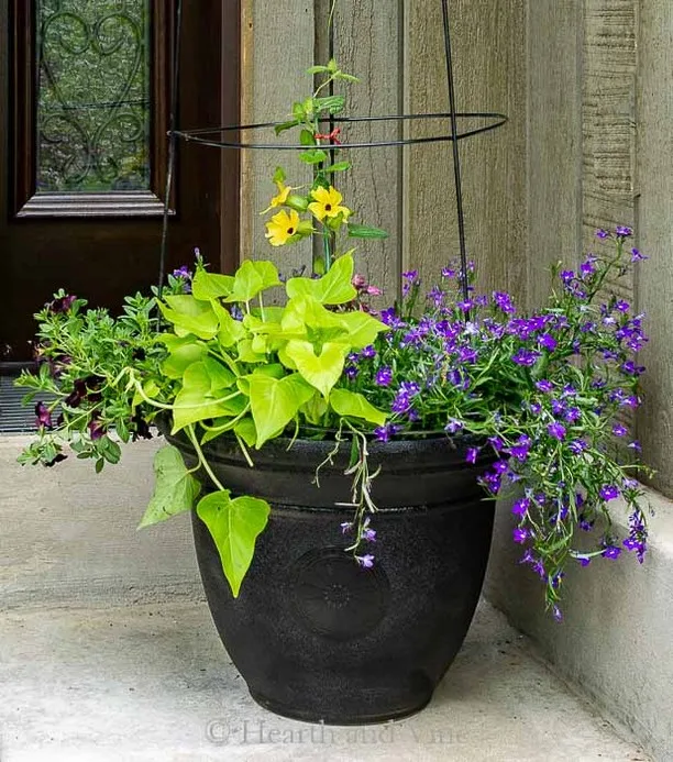 purple flower pots