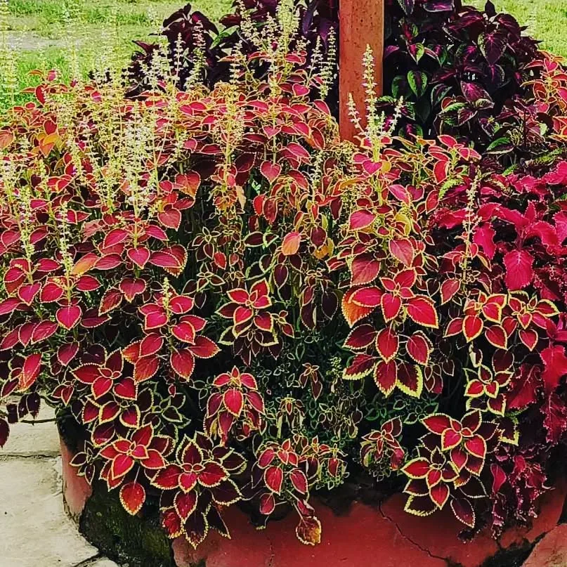 red coleus plant