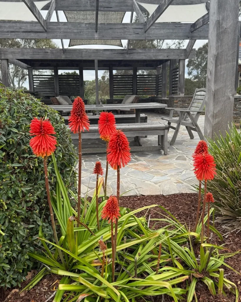red hot poker garden